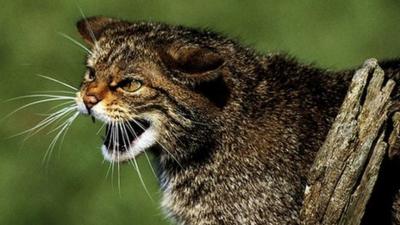 The Scottish wildcat