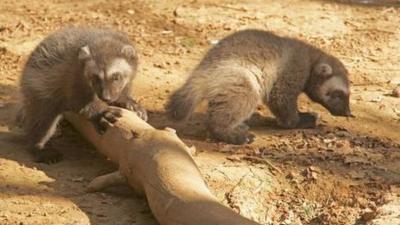 Two of the cubs at Cotswold Wildlife Park