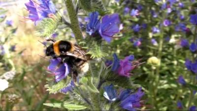 Bumblebee collecting pollen