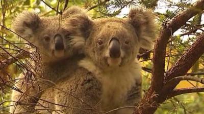 There are less than 80,000 koalas left in the wild