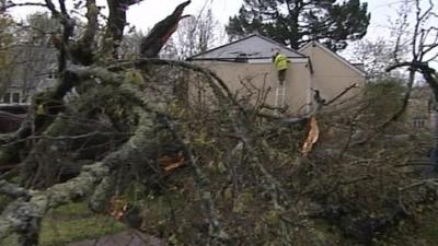 Fallen tree damages house