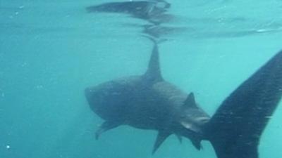 Basking shark