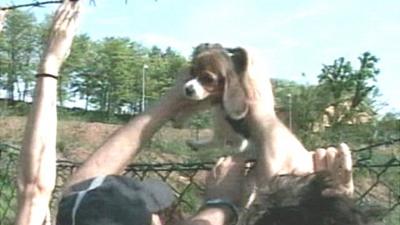 A beagle puppy is lifted through a fence