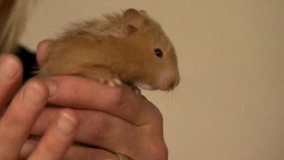 Houdini the hamster