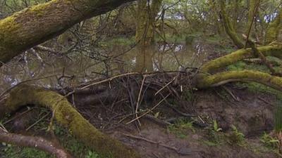 Woodland at secret location near Okehampton