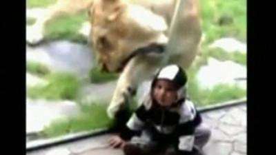Toddler and lioness