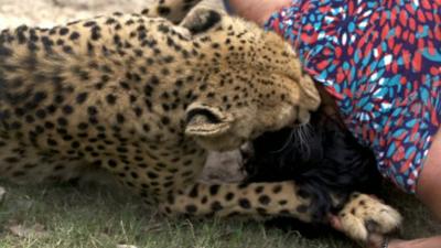Young cheetah mauls Violet D'Mello