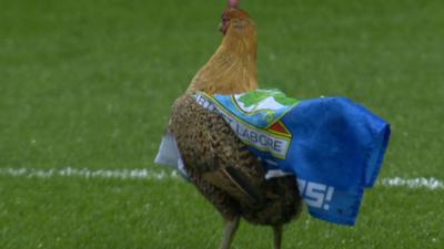 A chicken on the Ewood Park pitch during Blackburn's match against Wigan