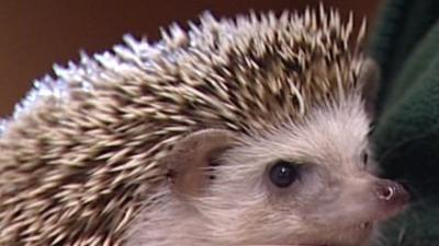 Hedgehog