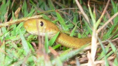 Brown tree snake (James Stanford)