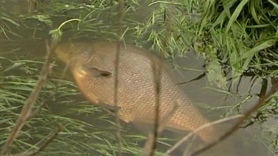 Fish stranded in floodwater