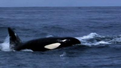 humpback whales intervene as killer whales attack a gray whale calf