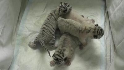 Watch the White Tiger cubs born in Ukraine