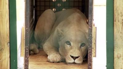 White lioness