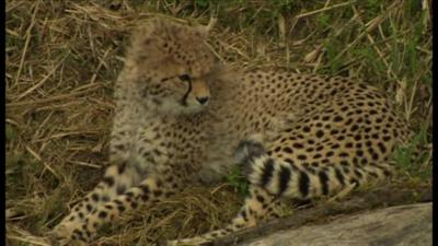 Juba the cheetah