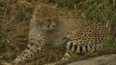 Juba the cheetah