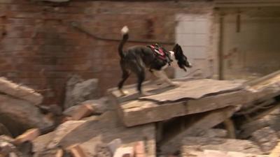 Dog taking part in the exercise