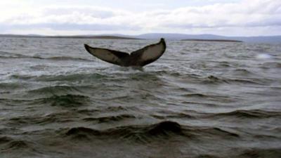 The whale incident happened in the waters of Scapa Flow off Orkney