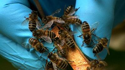 Bees on a handler's glove