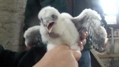 Peregrine falcon chick ringed