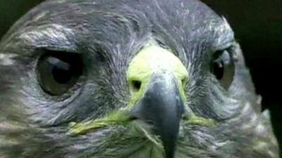 Close up of a buzzard