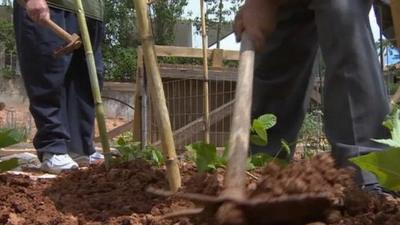 Greek people working on allotments