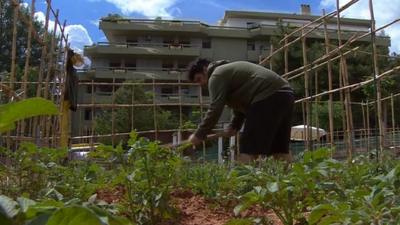 Greek working in an allotment