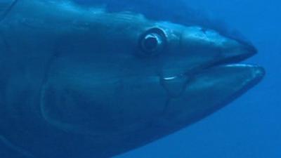 Bluefin tuna