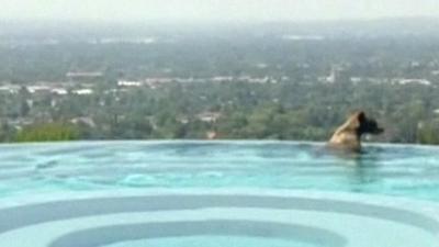 Bear in infinity pool