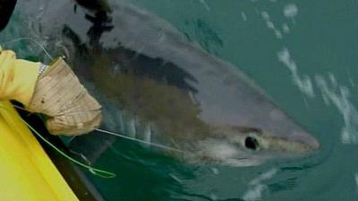 Could this be the biggest shark ever caught in British waters?