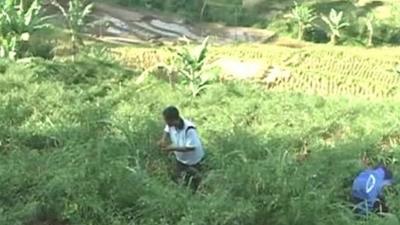 Farmer in Indonesia