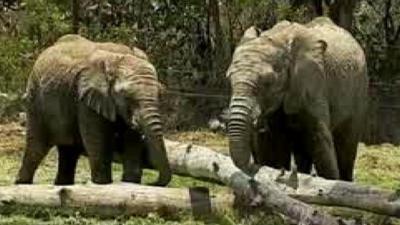 Rescued baby elephants