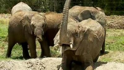 Baby elephants