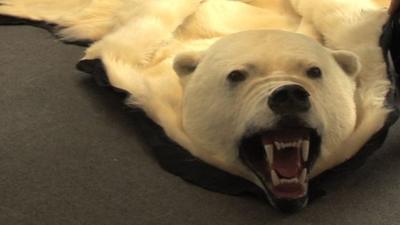 Polar bear rug