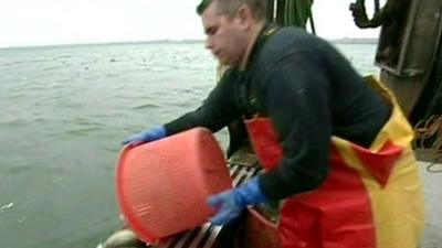 Fisherman chucking fish into water