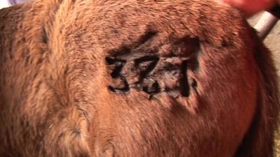 Branding on Exmoor pony