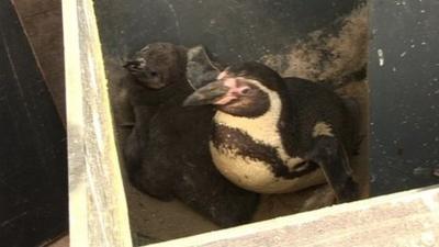 Penguin chicks at Scarborough Sea Life Centre