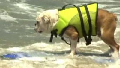 Dog on a surfboard