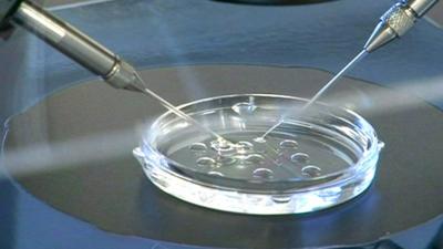 Embryos in a laboratory dish