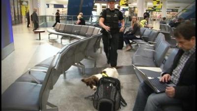 Police sniffer dog at Gatwick Airport