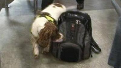 Police sniffer dog at Gatwick Airport