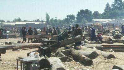 Zambians cutting trees for timber