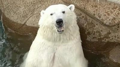Polar bear in Duluth zoo
