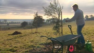 Farmer looking at olive tree