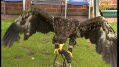 Steller Sea Eagle