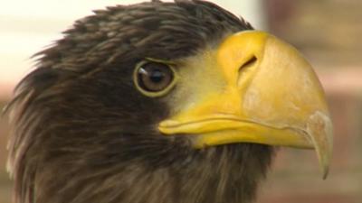 Russian Steller's Sea Eagle