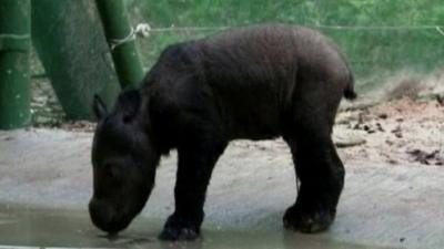 Sumatran rhinoceros