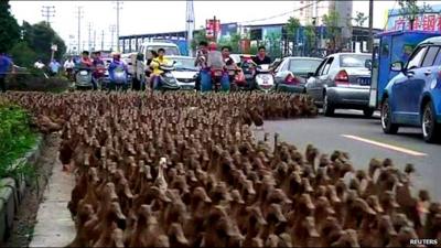 Hundreds of ducks creating traffic jam in street