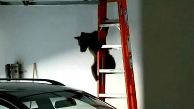 Bear on a ladder in a garage