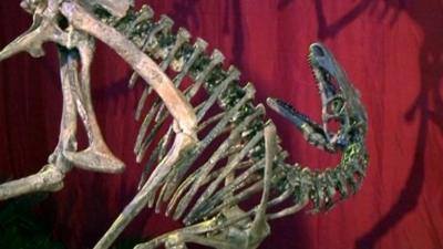 New species of dinosaur on display